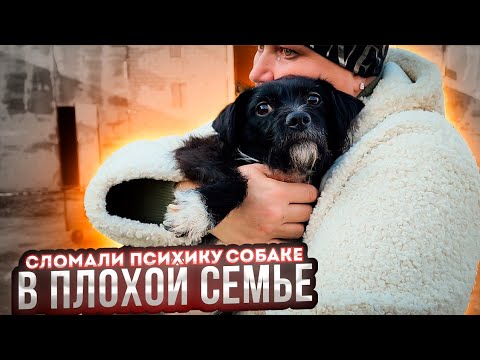 Видео: Как НЕЛЬЗЯ пристраивать животных! Забрали Масю с Коммаяка и ее приютила ДОСТОЙНАЯ семья в Питере.