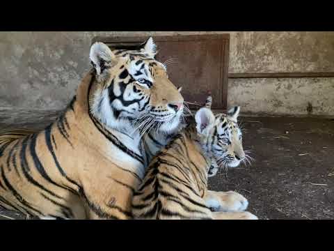 Видео: Маленькие тигрята ПЕРЕФЫРКИВАЮТСЯ СО МНОЙ !