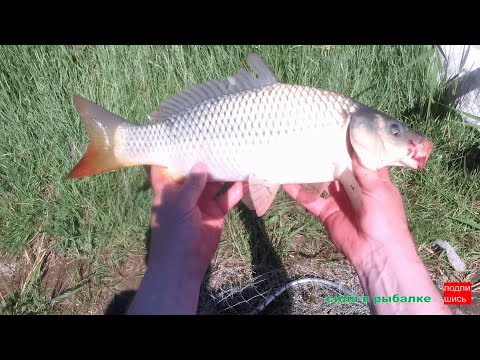 Видео: РЫБАЛКА В ИЮЛЬСКУЮ ЖАРУ, СПИННИНГ КРОКОДИЛ ДОНКИ ЛОВИТ САЗАНА.