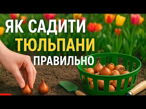Видео: Як посадити тюльпани правильно- типові помилки при посадці.