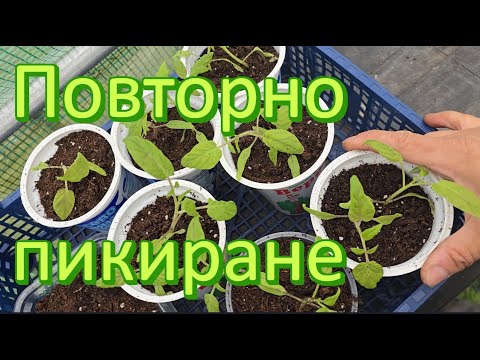 Видео: Повторно пикиране на разсад домати - Грешки, шеги и малко хитрини 🌱🍅