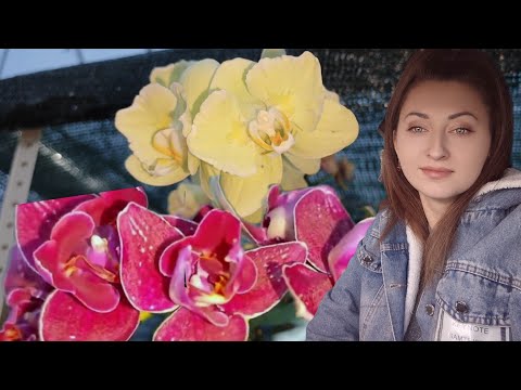 Видео: Кто УСПЕЛ, тот и с ШИКАРНЫМИ ОРХИДЕЯМИ! ОБЗОР НОВИНОК ОРХИДЕЙ в ТЕПЛИЦЫ ОРХОРАЙ 2024 февраль