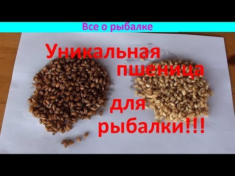 Видео: Суперспособ - пшеница для рыбалки!!! #1