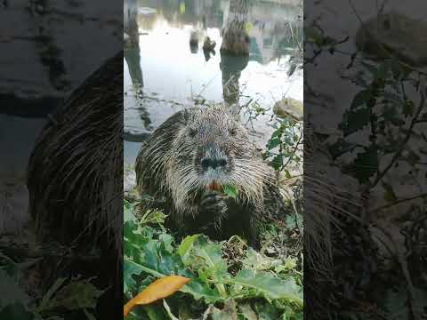 Видео: Нутрия#alanstiv