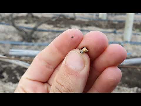 Видео: Вымерз виноградник 2021 год