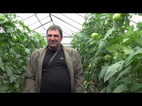 Видео: Доматите PANEKRA  -  сензация в оранжериите