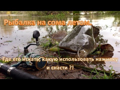 Видео: Рыбалка на сома летом. Где его искать, какую использовать наживку и снасти ?!