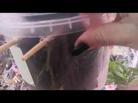 Видео: Полив ванд после посадки в кору.