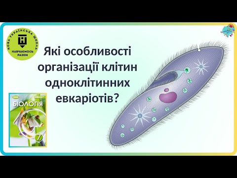 Видео: Які особливості організації клітин одноклітинних евкаріотів