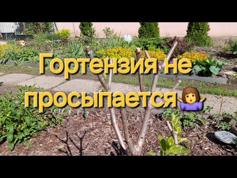 Видео: " Спящая красавица".Ждать или нет?
