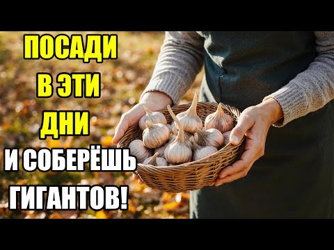 Видео: ЛУННЫЙ КАЛЕНДАРЬ 2025: ИДЕАЛЬНЫЕ ДНИ ДЛЯ ПОСАДКИ ОЗИМОГО ЧЕСНОКА!ОШИБЕШЬСЯ С ДАТОЙ ,ЧЕСНОК ПРОПАДЁТ!