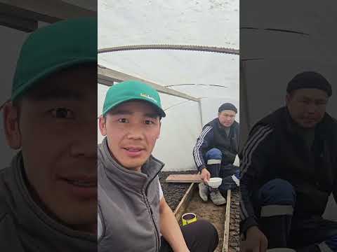 Видео: Дарбызды көчөтүн кантип даярдоо керек? фермер Тыныбек Шотов өз тажрыйбасы менен бөлүшөт
