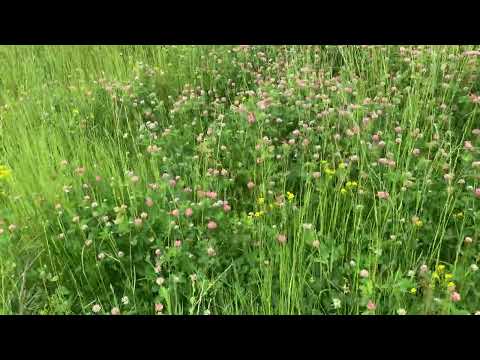 Видео: Был сплошной борщевик, стал отличный сенококос
