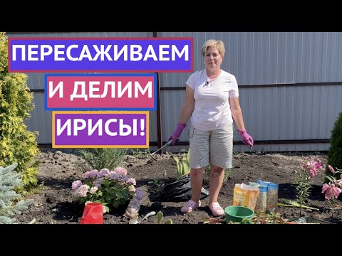 Видео: ДОЛГОЖДАННЫЙ РОЛИК! КАК ПЕРЕСАДИТЬ И ПОДЕЛИТЬ ИРИСЫ!