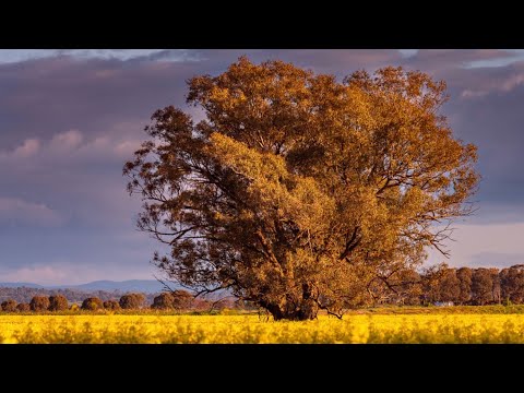 Видео: Нарисуйте дерево в осеннем пейзаже акриловыми красками! Полный урок
