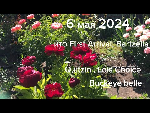 Видео: 6  мая 2024.Пионы QUITZIN,Lois Choice,Buckeye belle,Postillion,Red carm,ИТО first arrival,Bartzella