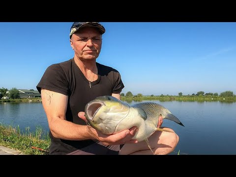 Видео: ДВОБІЙ З БІЛИМ АМУРОМ !   (7 кг.)    20.08.2023р.