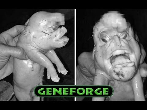 Видео: GENEFORGE - 3 - Беседа со свиньёй!