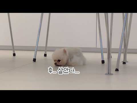 Видео: Ты же человек, да? Щенок понимает все, что я говорю, и действует соответственно.