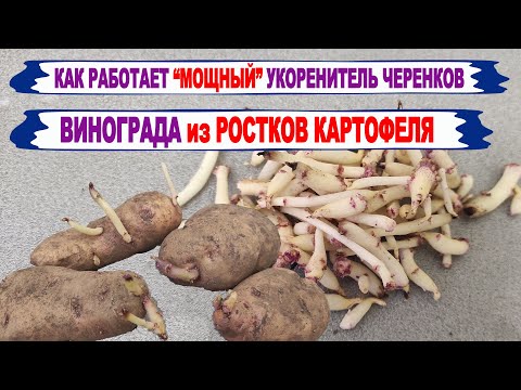 Видео: 🍇 Как работает МОЩНОЕ и НАТУРАЛЬНОЕ ЗЕЛЬЕ из РОСТКОВ КАРТОФЕЛЯ при укоренение черенков винограда!