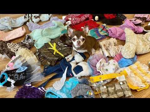 Видео: Вся одежда чихуахуа Фондю в одном видео!