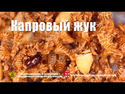 Видео: Капровый жук (Trogoderma granarium Ev.)