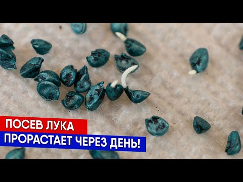 Видео: Посев лука - прорастает через день!