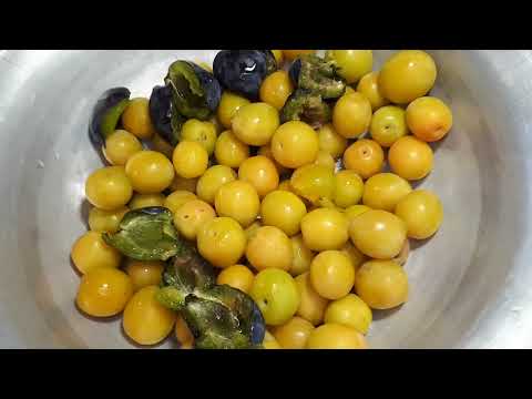 Видео: ИЗУМИТЕЛЬНЫЙ СОУС ИЗ АЛЫЧИ/ ВЫ СКУПИТЕ ВСЮ АЛЫЧУ/