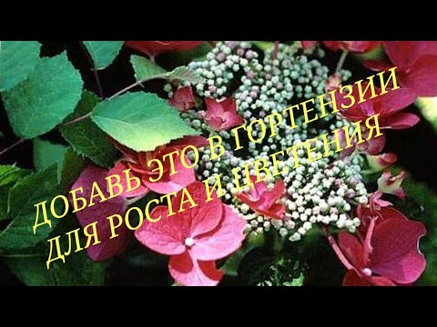 Видео: ВСЕГО 1  ЛОЖКА ЭТОГО УДОБРЕНИЯ ДЛЯ РОСТА И КРАСОТЫ ГОРТЕНЗИИ, когда и как правильно  подкормить