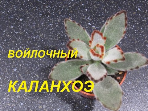 Видео: КАЛАНХОЭ ВОЙЛОЧНЫЙ. УХОД И РАЗМНОЖЕНИЕ.