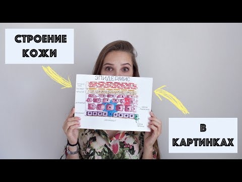 Видео: СТРОЕНИЕ КОЖИ