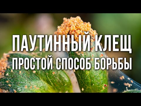 Видео: Паутинный клещ на огурцах. Как избавиться от паутинного клеща. Эффективные средства и методы борьбы.