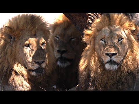 Видео: Три льва вторгаются на территорию Нхару... (Камбулас)