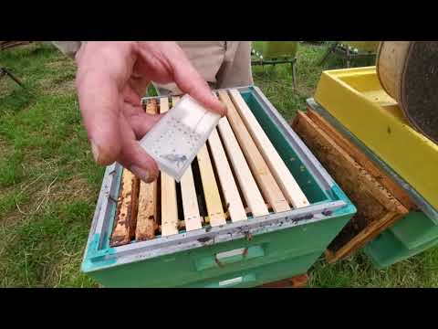 Видео: Подсадка матки через искусственный рой