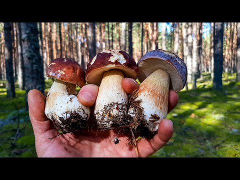 Видео: Псковские боры