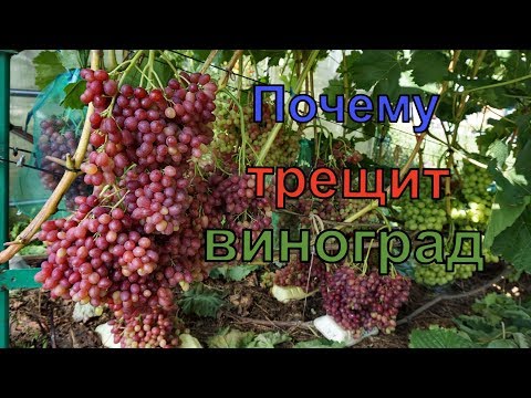 Видео: Виноград. Как избежать растрескивания  ягоды.