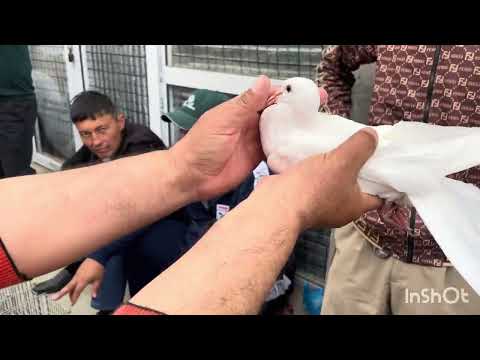 Видео: 🤡 ТЕЗКОР КЎРИНГ!🇺🇿ЖИЗЗАХ КАБУТАР БОЗОРИГА ЯХШИ ҚУШЛАР ЧИҚДИМИ? 13.04.2025. Й