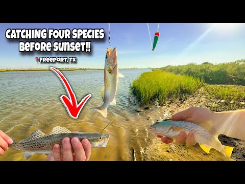 Видео: Поймать ЧЕТЫРЕ вида за ОДИН час!! (Живые креветки) | Фрипорт, Техас