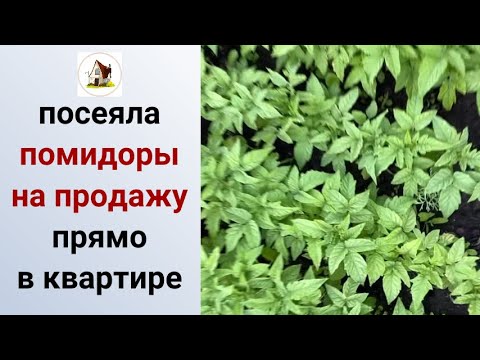 Видео: 5. Посев томатов в квартирных условиях на продажу 2024.
