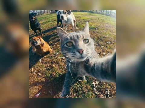 Видео: Потап и Настя - Чумачечая весна ( speed up)