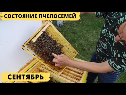 Видео: Состояние пчелосемей на начало сентября