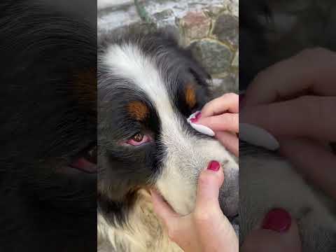 Видео: Воспаление глаз у собаки | Лечение конъюнктивита у собаки. Что делать если закисают глаза у собаки?