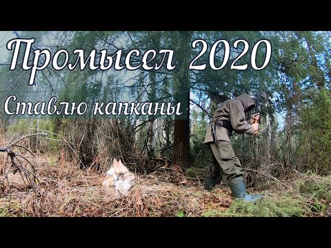 Видео: Открываю капканы.Промысел пушнины 2020.