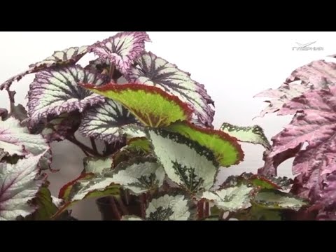 Видео: Как вырастить бегонию из листа