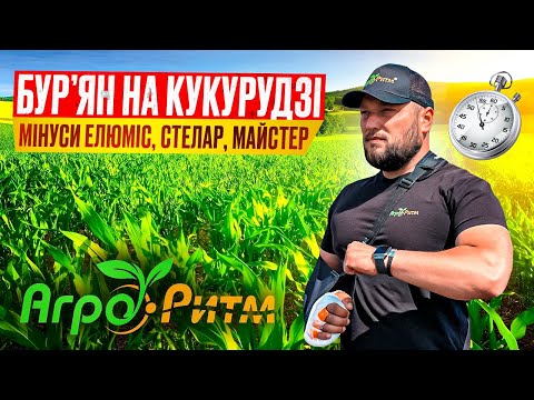 Видео: ЗАХИСТ КУКУРУДЗИ: МІНУСИ ЕЛЮМІС,СТЕЛАР,МАЙСТЕР.НАША СИСТЕМА ЗАХИСТУ ВІД БУР'ЯНУ.