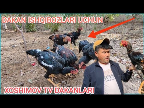 Видео: ДАКАН ИШКИБОЗЛАРИ УЧУН МАХСУС ВИДЕО ХОШИМОВ ТВ ДАКАНЛАРИ ПАРВОЗЛАР УЧУН НАМАНГАН 