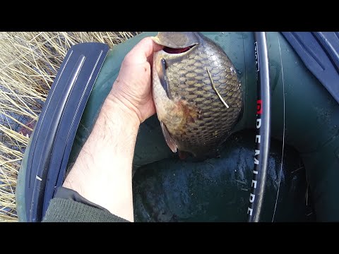 Видео: TICA PREMIERA 5.80м  сама ЛОВИТ КАРПА