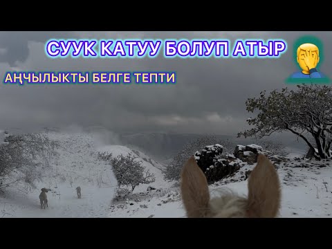 Видео: Бүгүнкү ЧАБАНдын жашоосуу