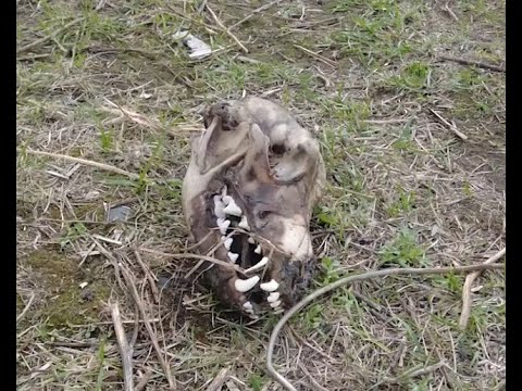 Видео: Стабильность по-сусумански: бардак продолжается