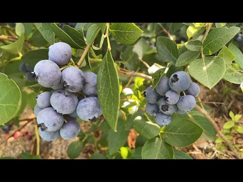 Видео: Отвечаем на ваши вопросы о голубике